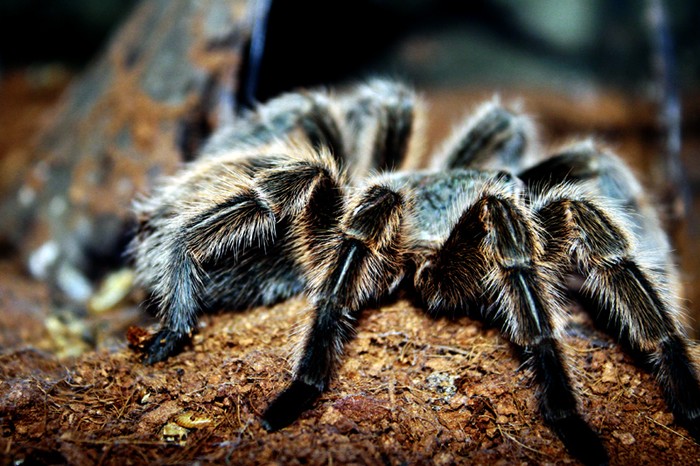 Những chú nhện lông lá khiến nhiều người yếu tim phải rùng mình sợ hãi